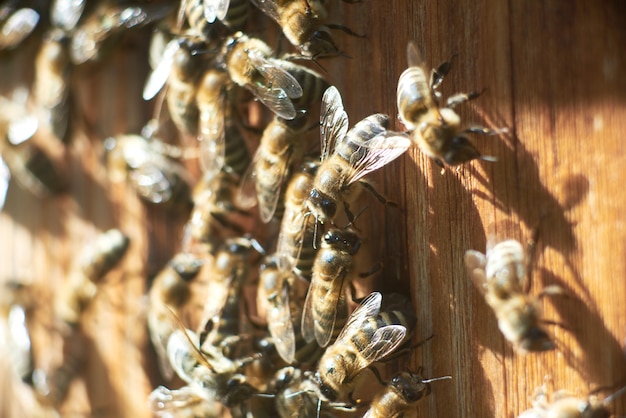 Gros coup d&#39;abeilles sur rucher