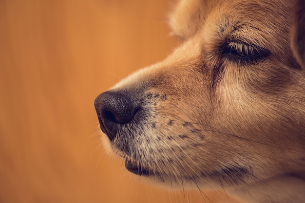 Gros coup de nez de chien, nez et visage de chien