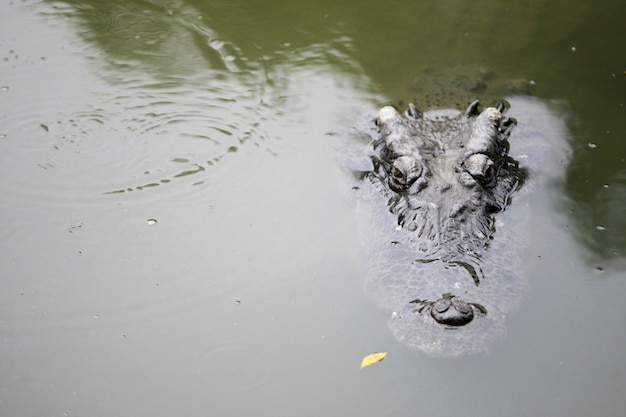 gros crocodile dans la ferme