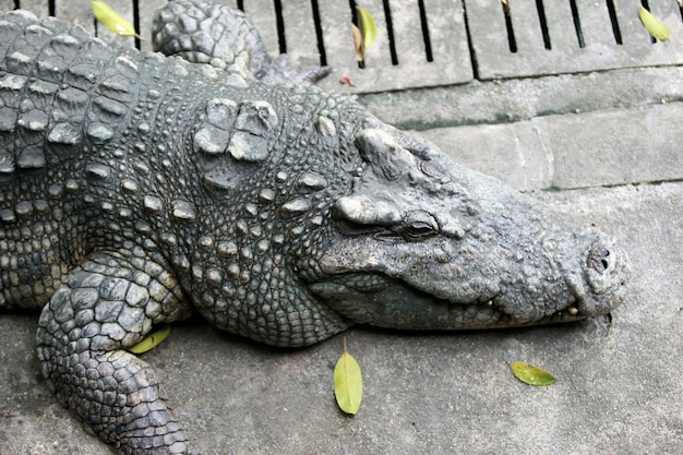 Gros crocodile à la ferme, Thaïlande