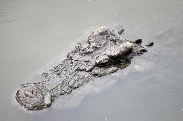 Gros crocodile à la ferme, Thaïlande