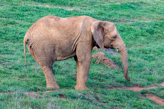 Gros éléphant mâle dans un pré