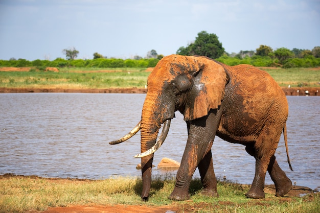 Un gros éléphant rouge après s'être baigné près d'un trou d'eau