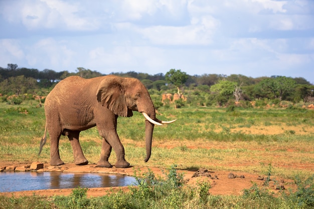 Un gros éléphant rouge marche sur la rive d'un trou d'eau