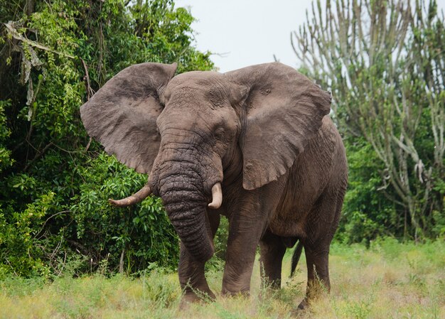 Le gros éléphant secoue la tête de colère.