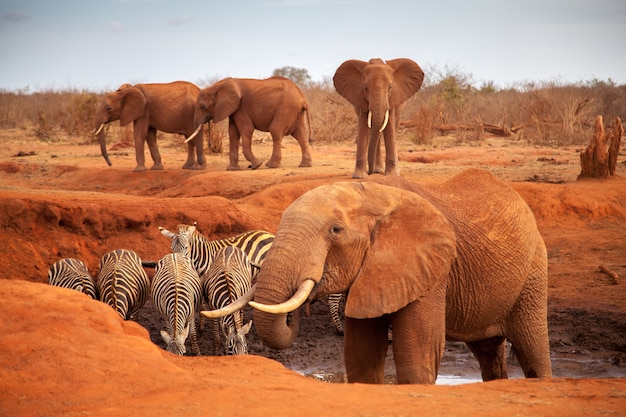 Gros éléphants rouges avec des zèbres sur un point d'eau, en safari au Kenya