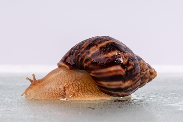 Un gros escargot Achatina rampe sur du verre avec des gouttes d'eau Photo de haute qualité