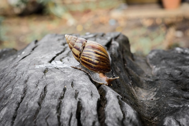 Gros escargot en coquillage rampant sur du bois