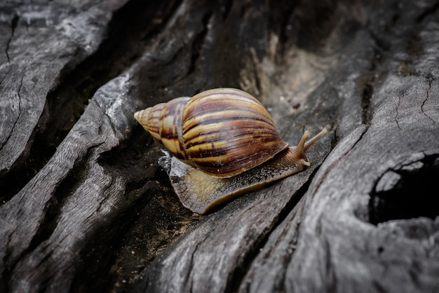 Gros escargot en coquillage rampant sur du bois