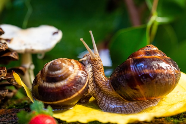 Un gros escargot sur l'écorce d'un arbre