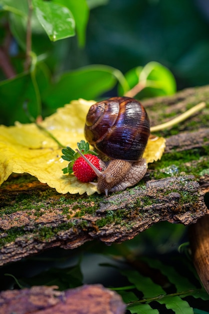 Un gros escargot sur l'écorce d'un arbre