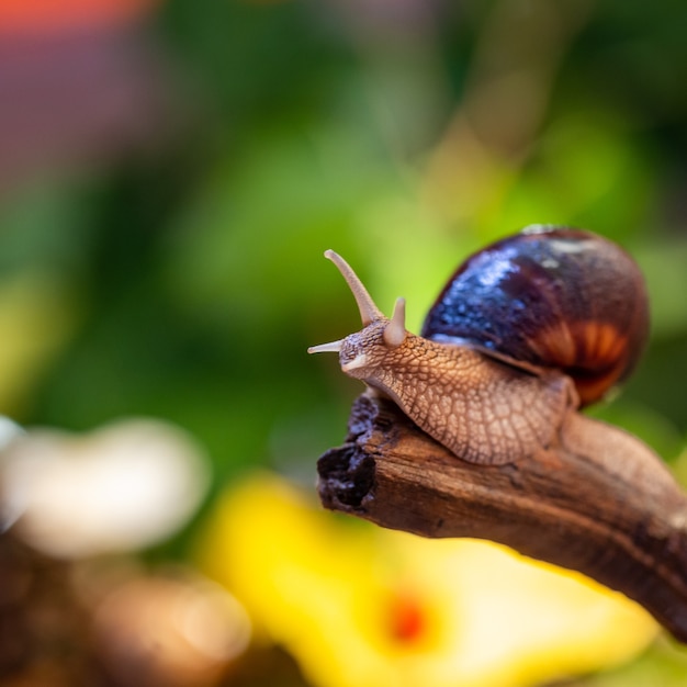 Un gros escargot sur l'écorce d'un arbre