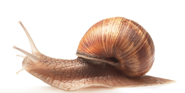 Un gros escargot isolé sur blanc