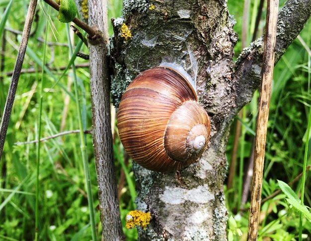 Gros escargot de jardin en coquille rampant sur route mouillée pressé de rentrer à la maison