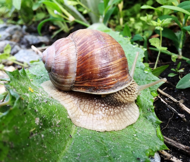 Gros escargot de jardin en coquille rampant sur route mouillée pressé de rentrer à la maison