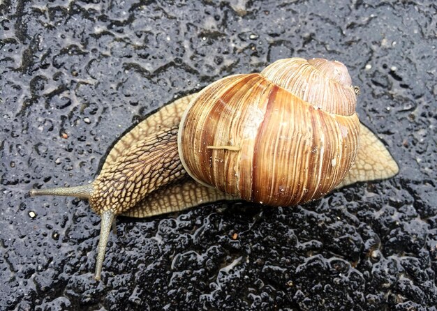 Gros escargot de jardin en coquille rampant sur route mouillée pressé de rentrer à la maison