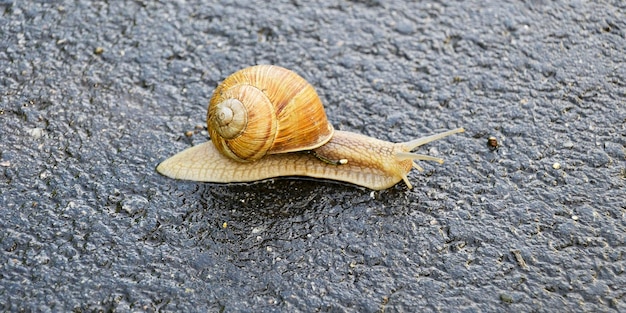 Gros escargot de jardin en coquille rampant sur route mouillée pressé de rentrer à la maison