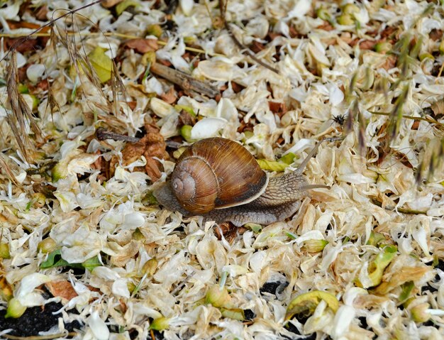 Gros escargot de jardin en coquille rampant sur route mouillée pressé de rentrer à la maison