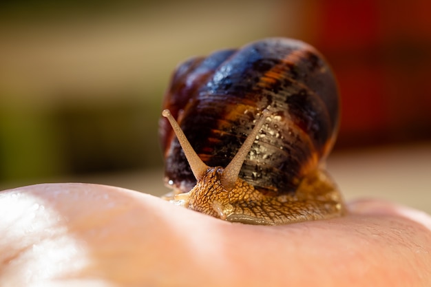 Photo un gros escargot sur une main humaine.