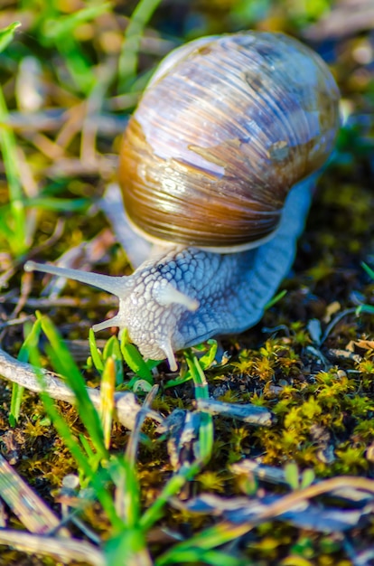 Un gros escargot rampe lentement le long de l'herbe