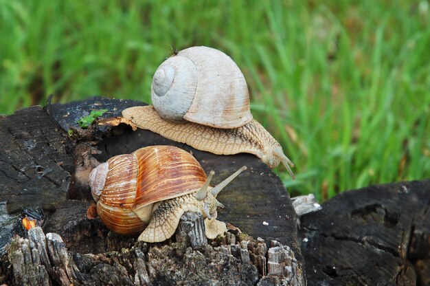 Gros escargots