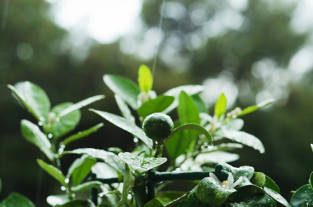 Gros fond de ficus vert décoratif dans un pot. serre. Feuilles avec des gouttes de pluie. L'automne