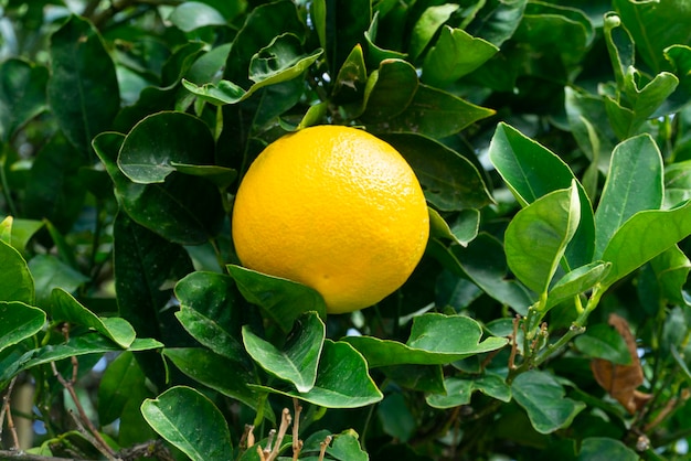 Un gros fruit orange jaune vif sur l'arbre