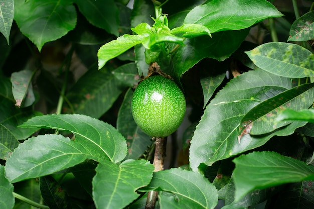 Gros fruit de la passion sur la vigne.