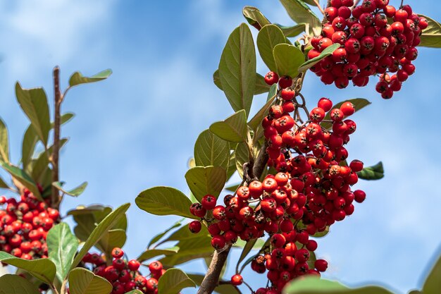 Gros fruits rouges de Rowan sur fond de ciel bleu.