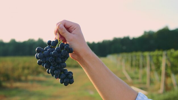 Gros grappes juteuses de raisins mûrs dans la main des hommes au moment de la récolte du vin.