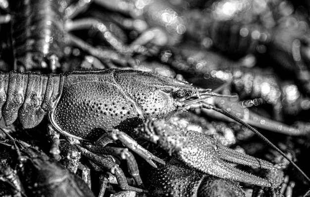 Gros homard Une grosse écrevisse de rivière Énorme Homard Noir et blanc