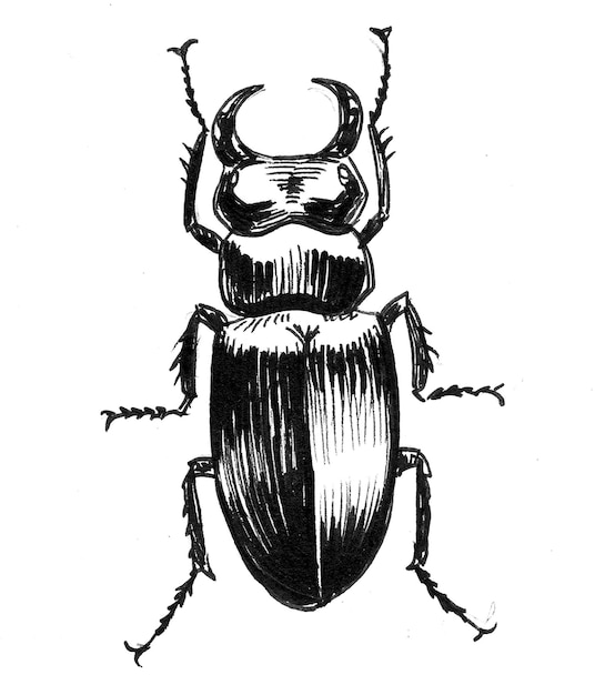 Gros insecte coléoptère. Dessin noir et blanc à l'encre