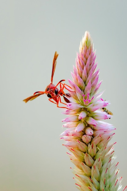 Gros insecte rouge mangeant sur une fleur pourpre en journée ensoleillée Photo macro d'un insecte dans la nature