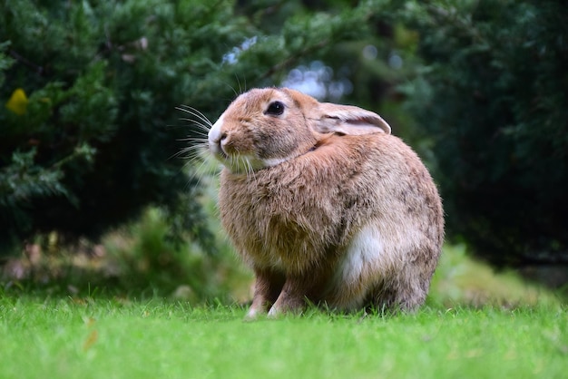 Gros lapin gros plan assis sur l'herbe verte dans le parc