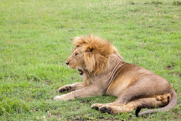 Un gros lion bâille allongé sur un pré avec de l'herbe