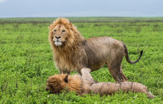 Gros lions couchés sur l'herbe