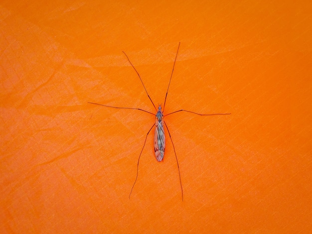 De gros moustiques sont assis sur une tente orange. Fermer.