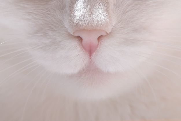 Gros nez et moustache de chat