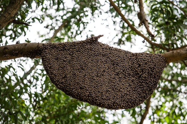 Gros nid d&#39;abeilles sur l&#39;arbre.