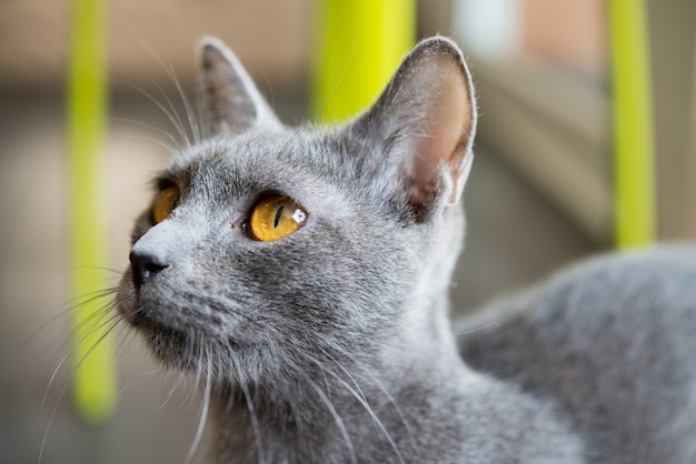 Gros œil de chat siamois bleu.