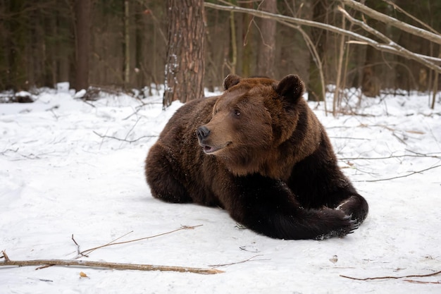 Un gros ours brun mâle, Ursus Arctos, est couché dans la neige en forêt d'hiver
