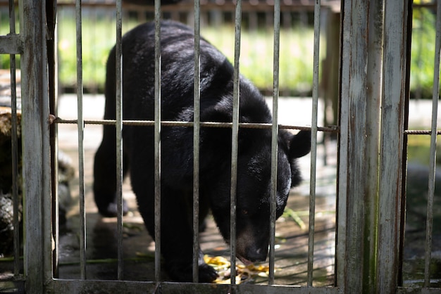 Un gros ours noir est piégé dans une cage en acier.