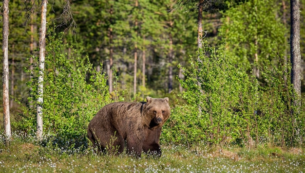 Gros ours parmi les arbres à l'orée de la forêt