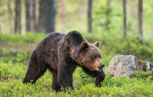 Gros ours parmi les arbres à l'orée de la forêt