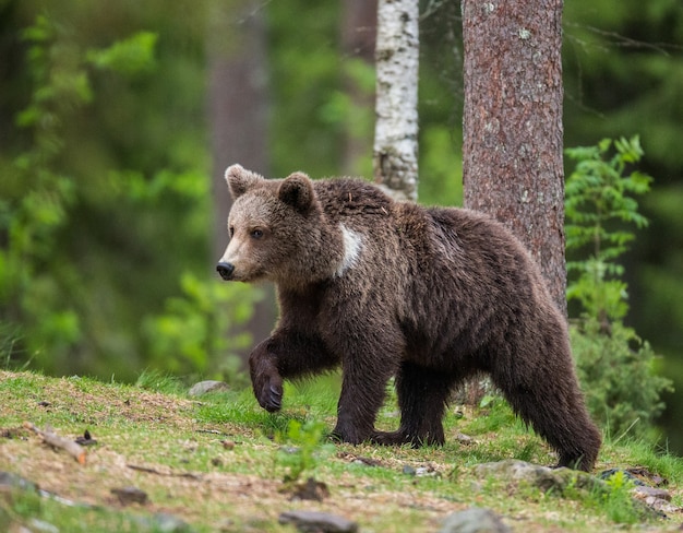 Gros ours parmi les arbres à l'orée de la forêt