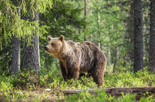 Gros ours parmi les arbres à l'orée de la forêt