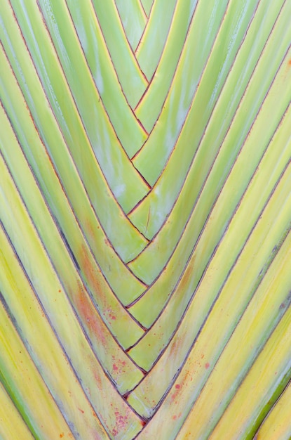 Gros palmier pliant des branches abstraite closeup