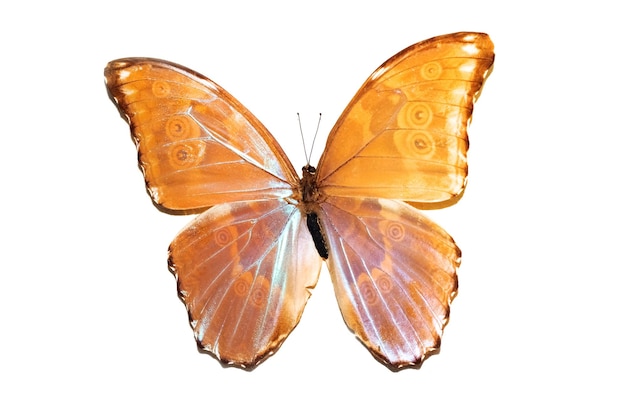 Gros papillon aux ailes jaunes isoler sur fond blanc mopho achille