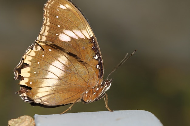 Photo gros papillon brun