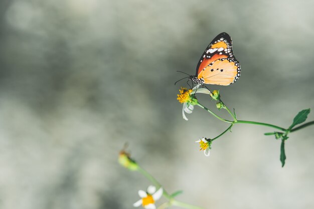 Gros Papillon Sur Fleur Nature Avec Espace Copie